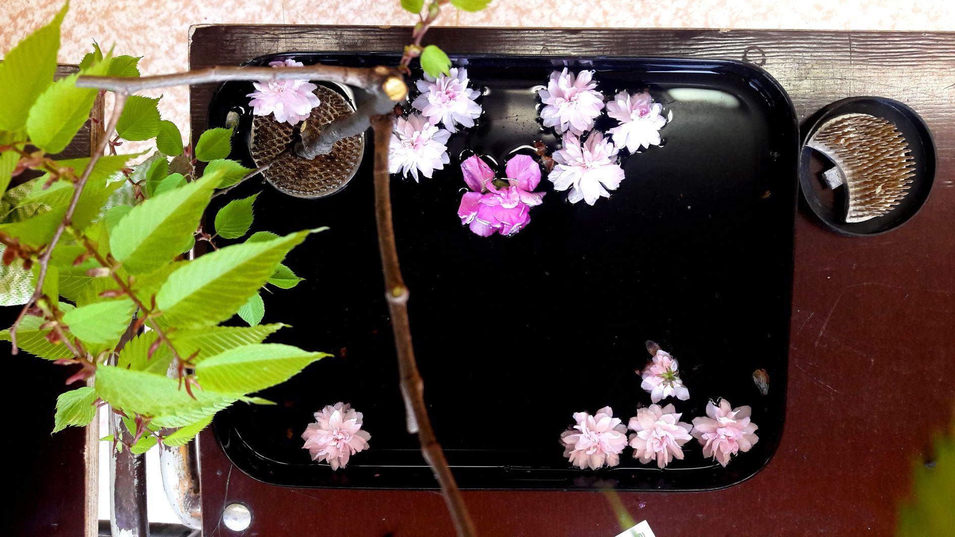 Kurz aranžování ikebany 2023
